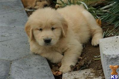 Patch - Golden Retriever Male